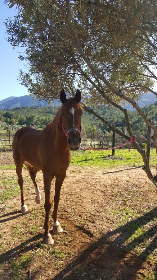 Ferma Jebala Ecolodge Kitane Dış mekan fotoğraf